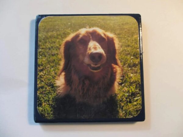 A dog sitting in the grass on top of a coaster.