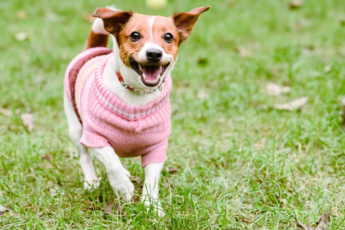 Doggy Delights