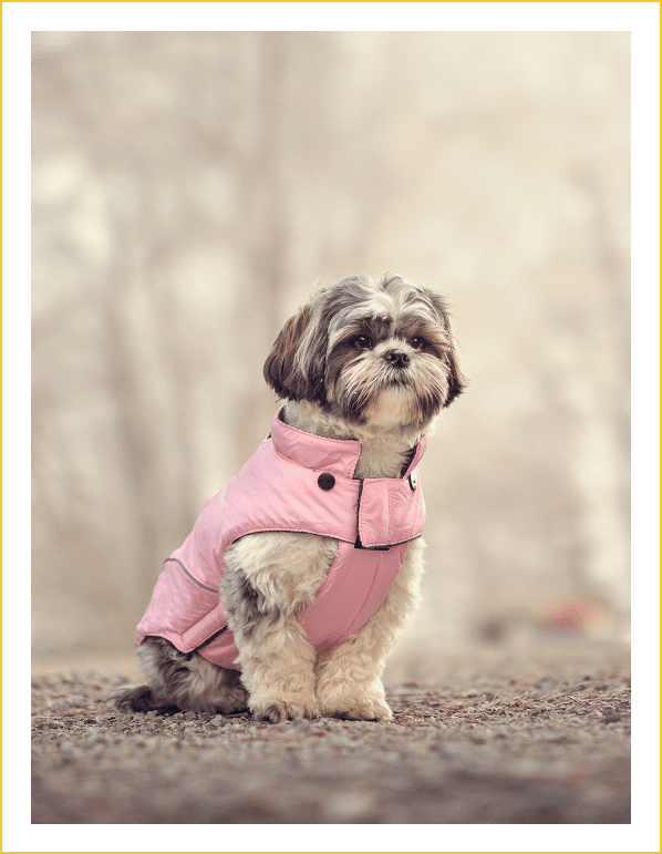 Group 29 A dog wearing a pink coat sitting on the ground.