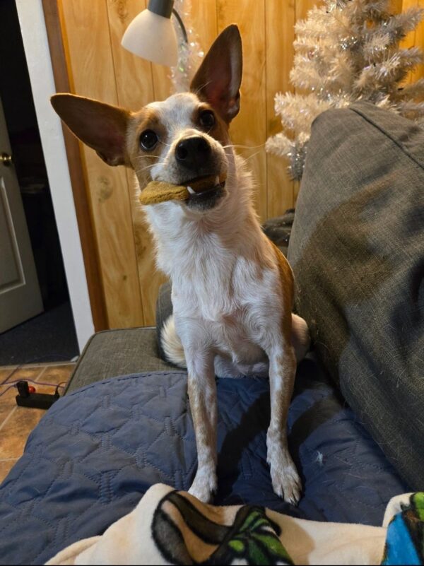A dog sitting on the couch eating something.